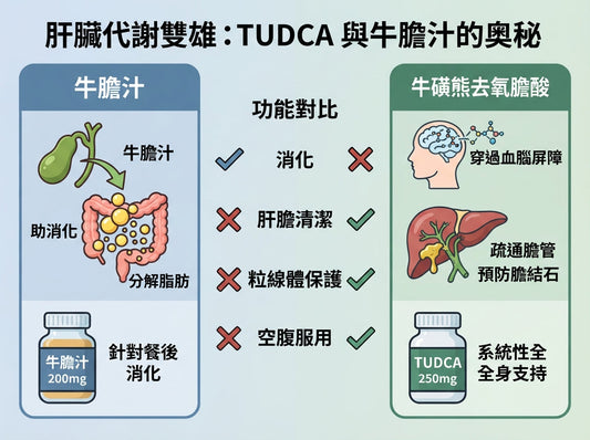 肝臟與代謝的隱形守護者：深入了解 TUDCA 與牛膽汁的奧秘